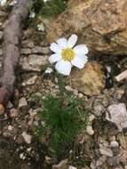 Слика од Achillea oxyloba (DC.) Sch. Bip.