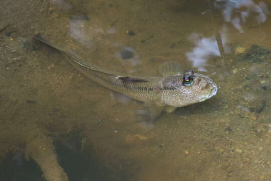 Image of Giant mudskipper