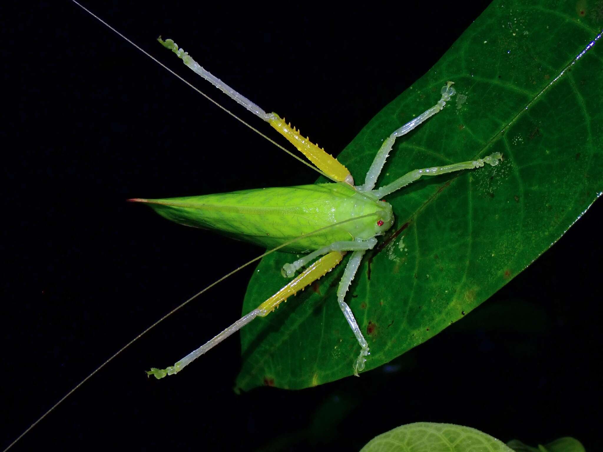 Image of Phyllomimus (Phyllomimulus) unicolor (Brunner von Wattenwyl 1895)