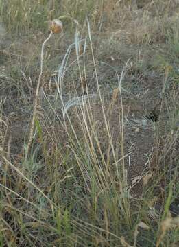 Plancia ëd Stipa lessingiana Trin. & Rupr.