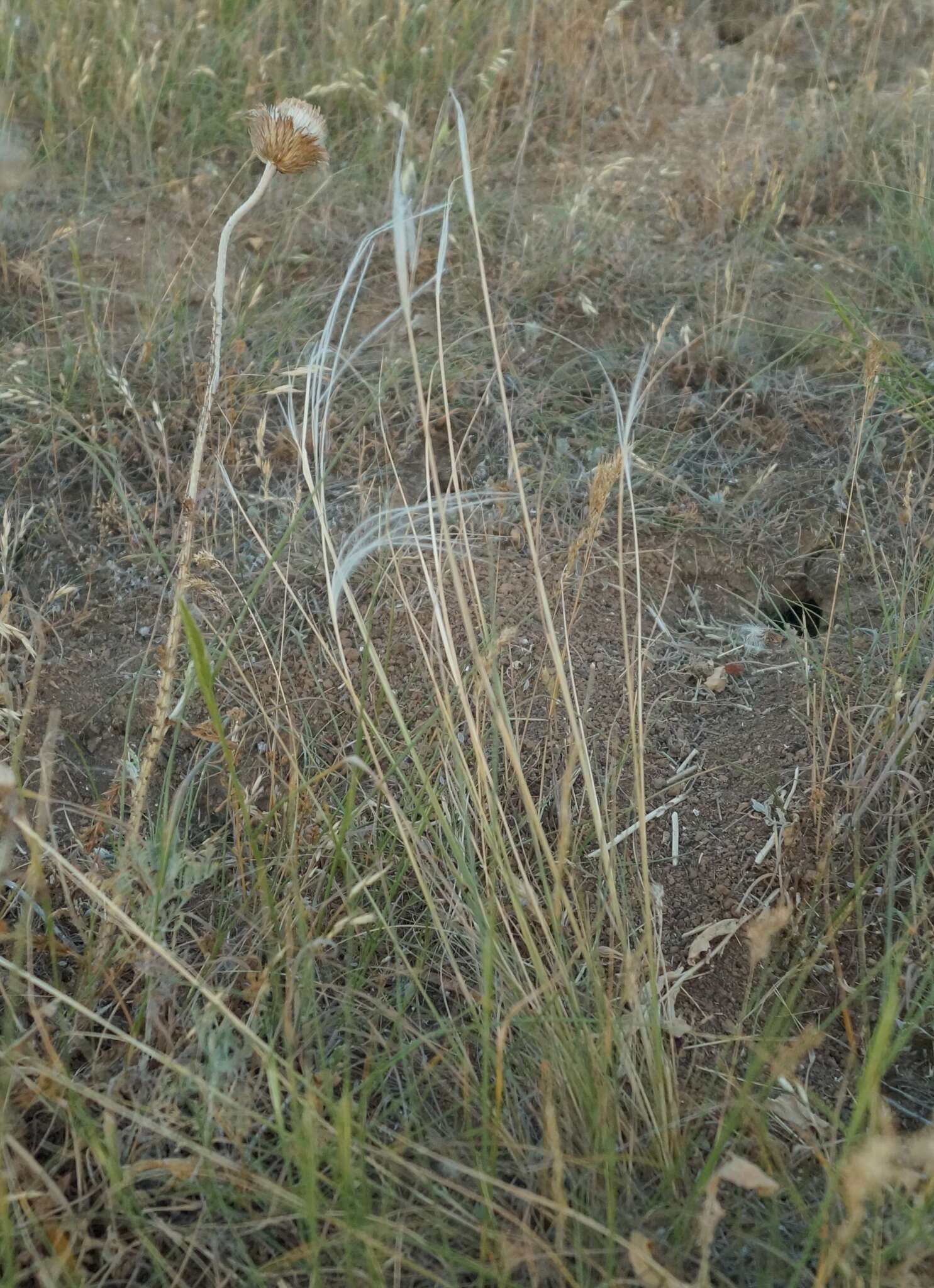 Image of Needle Grass