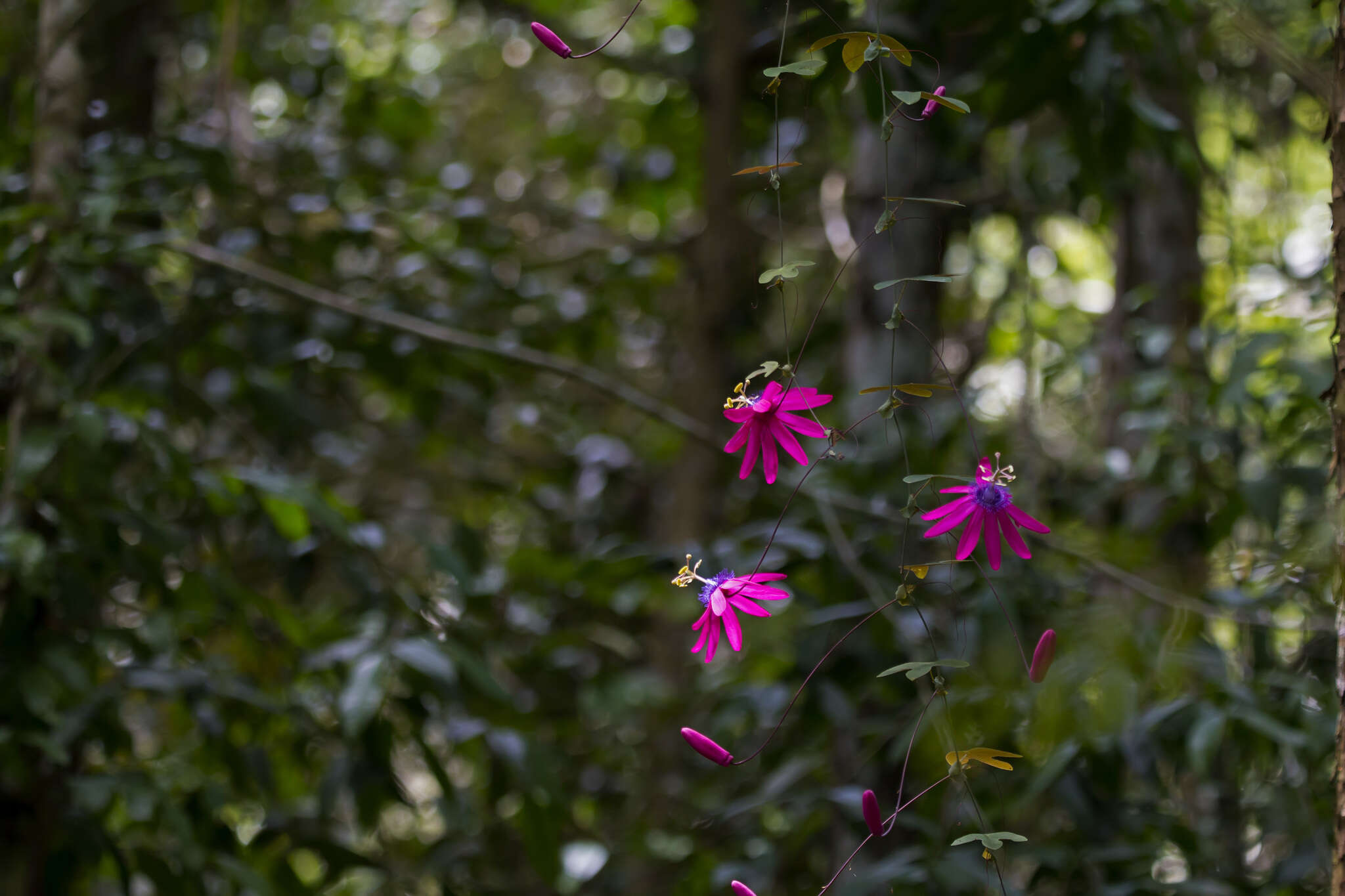 Image de Passiflora kermesina Link & Otto