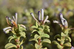 صورة Lampayo officinalis F. Phil. ex Murillo