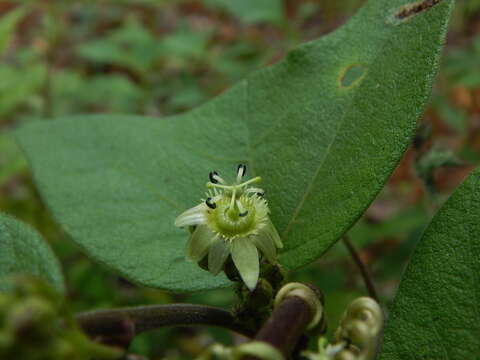 Passiflora complanata J. M. Mac Dougal的圖片