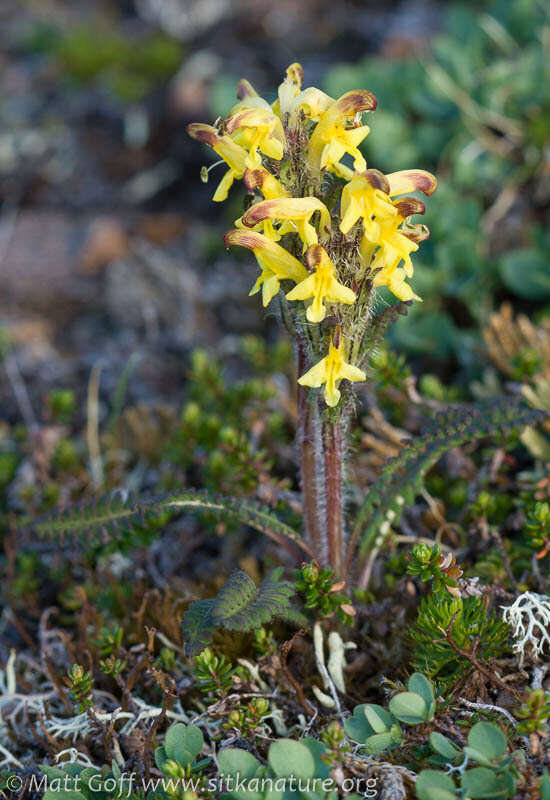 Imagem de Pedicularis oederi Vahl