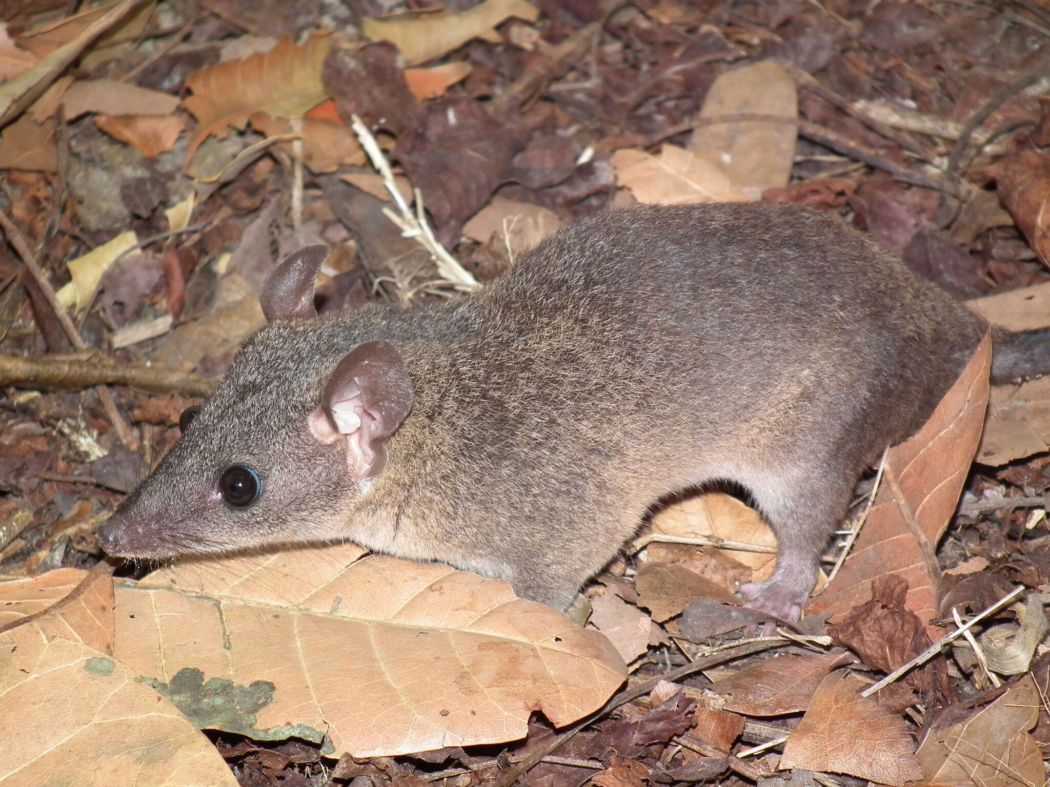 Image of Gray Short-tailed Opossum