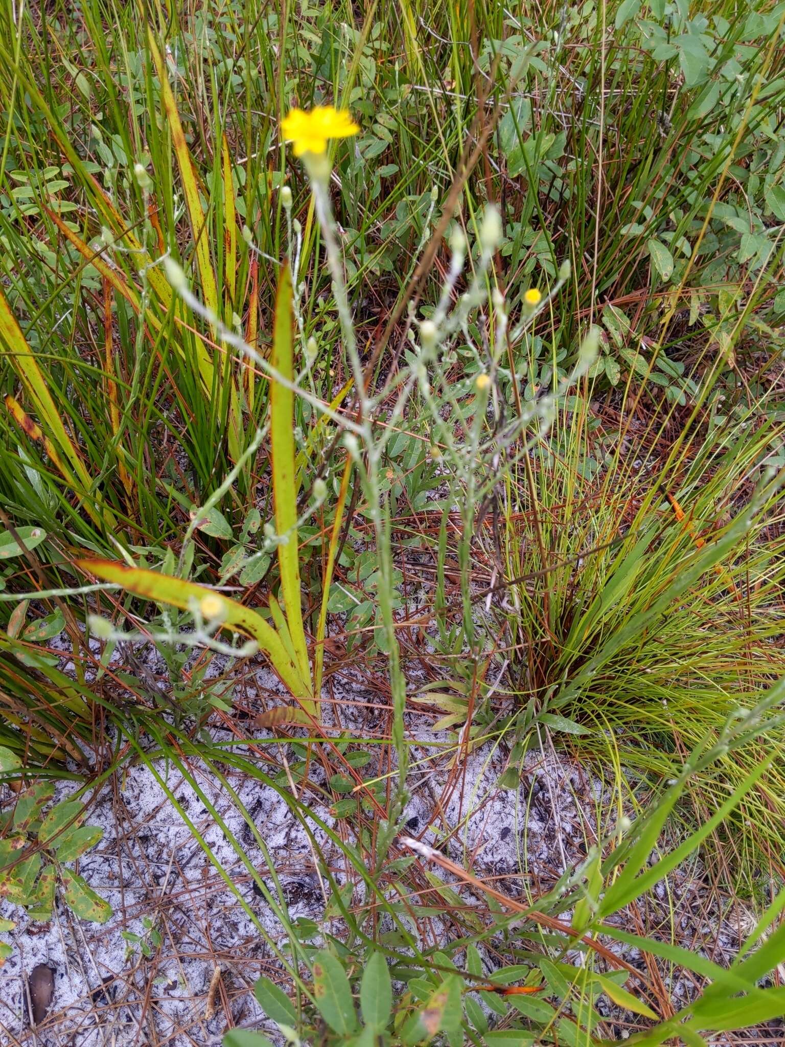 Image of Tracy's silkgrass