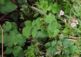 Image of Rubus conjungens (Bab.) Warren