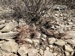 Image of Schott's Prickly-pear Cactus