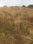 Image of splitbeard bluestem