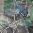 Image of Black-chined antbird