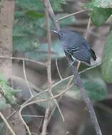 Image of Black-chined antbird