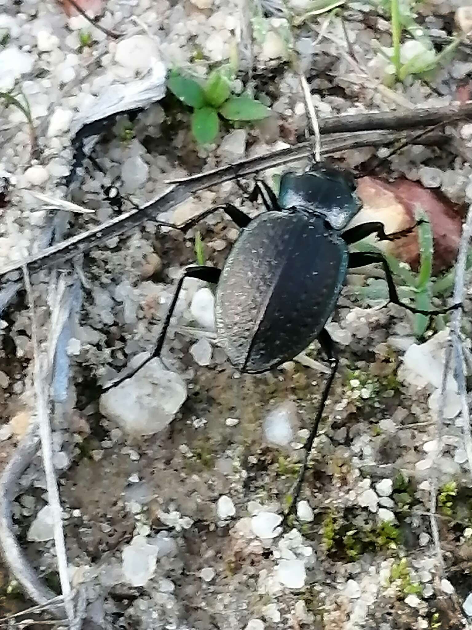 Image of Carabus (Mesocarabus) lusitanicus Fabricius 1801