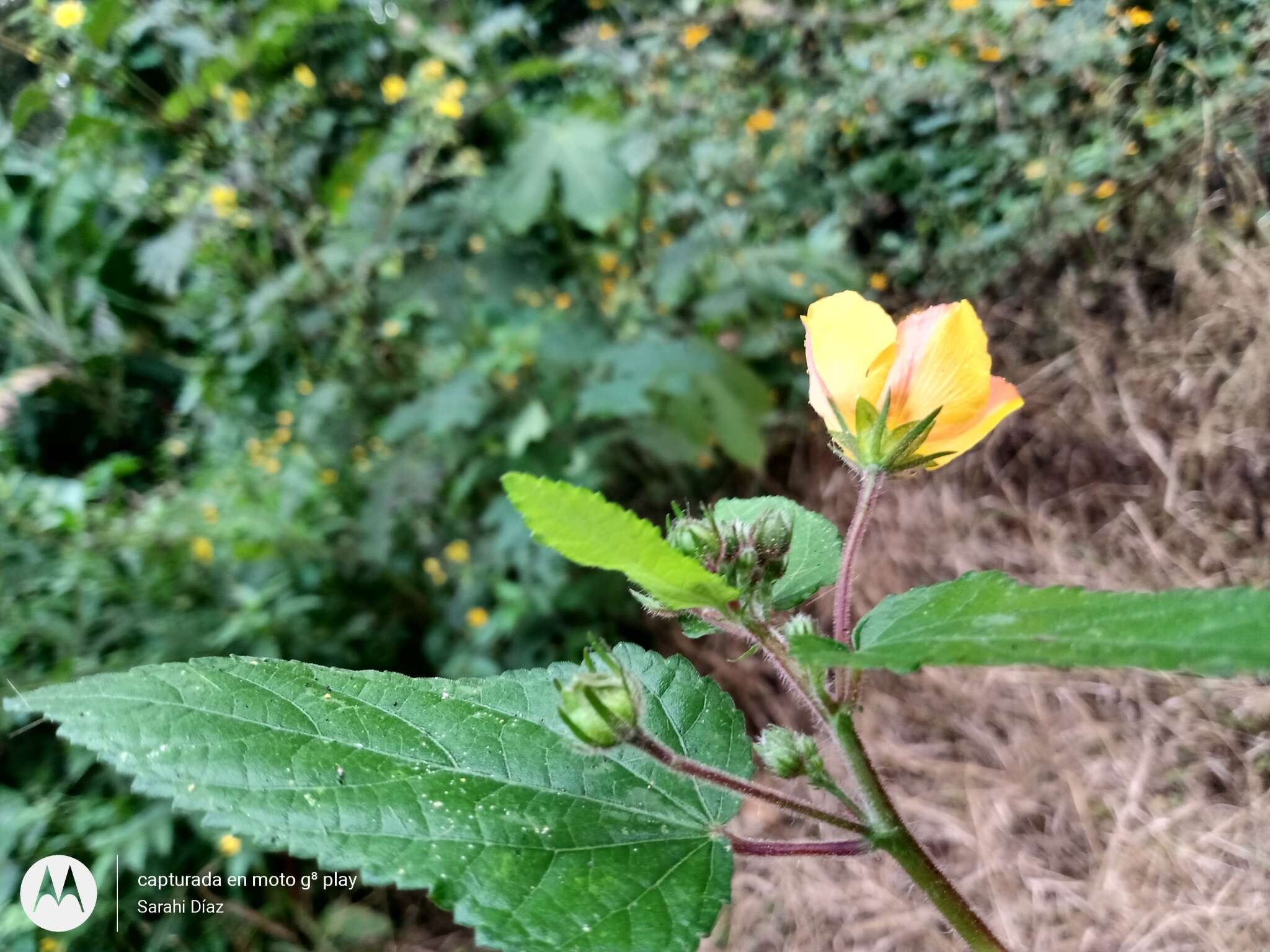 صورة Pavonia paniculata Cav.