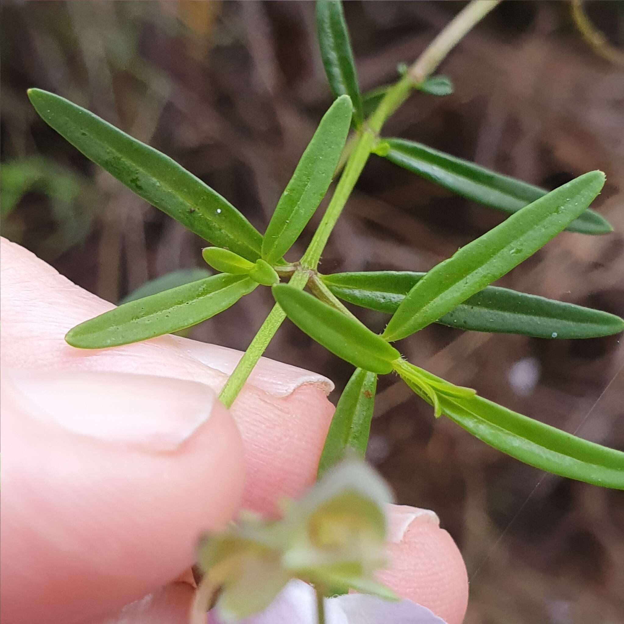 Image of Narrow-leaved Mint-bush