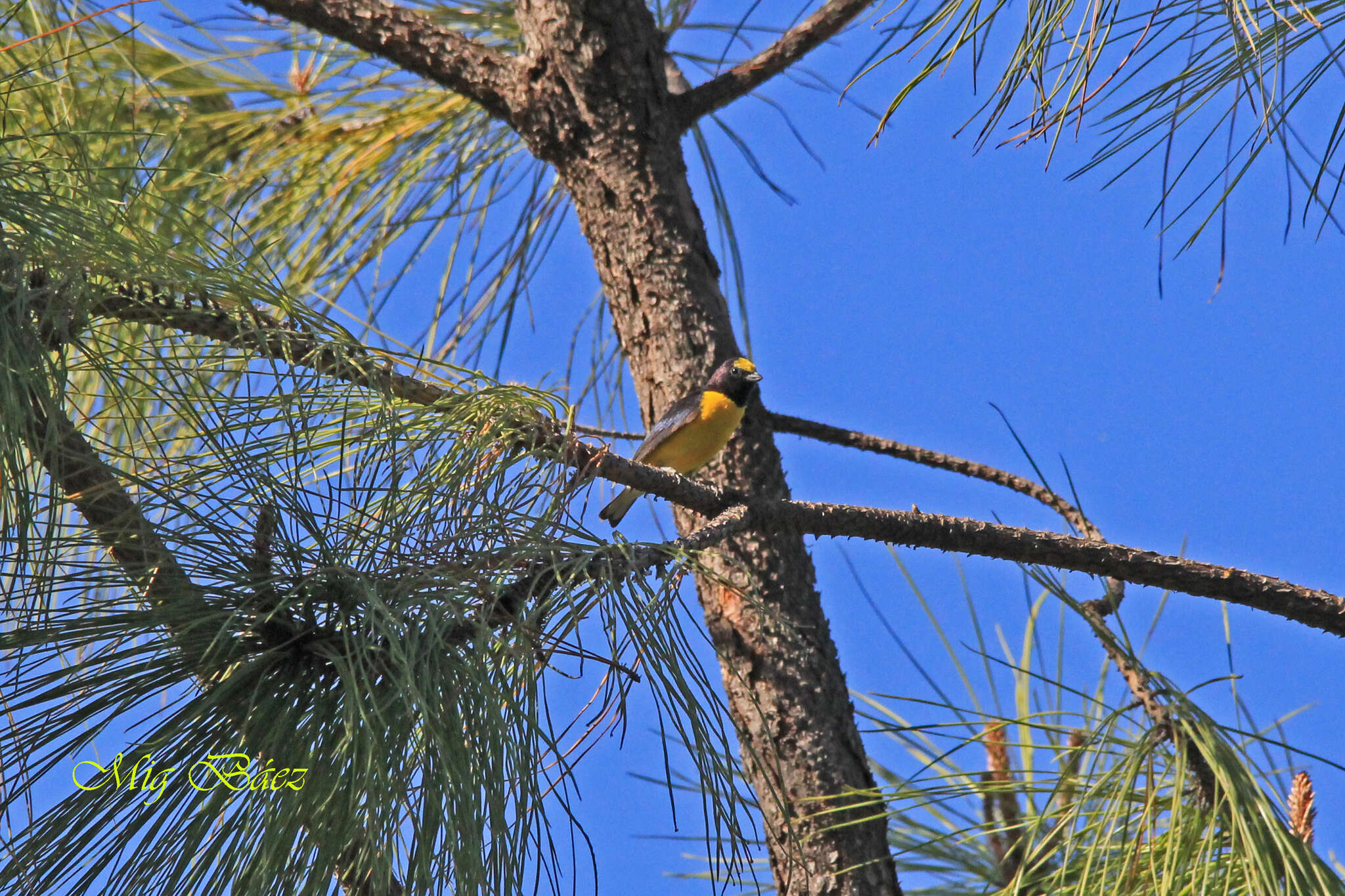 Image de Euphonia godmani