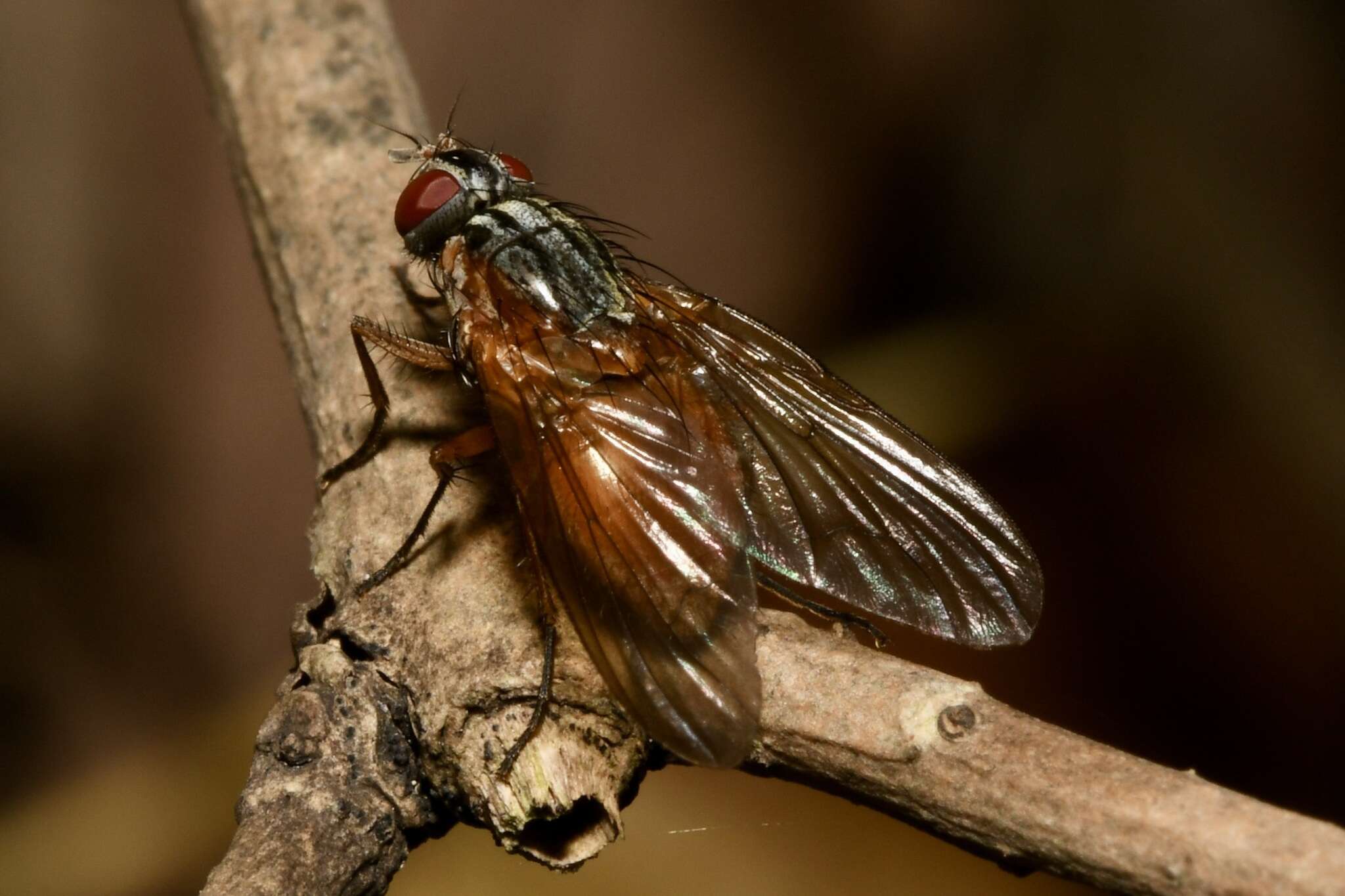 صورة Phaonia rufiventris (Scopoli 1763)