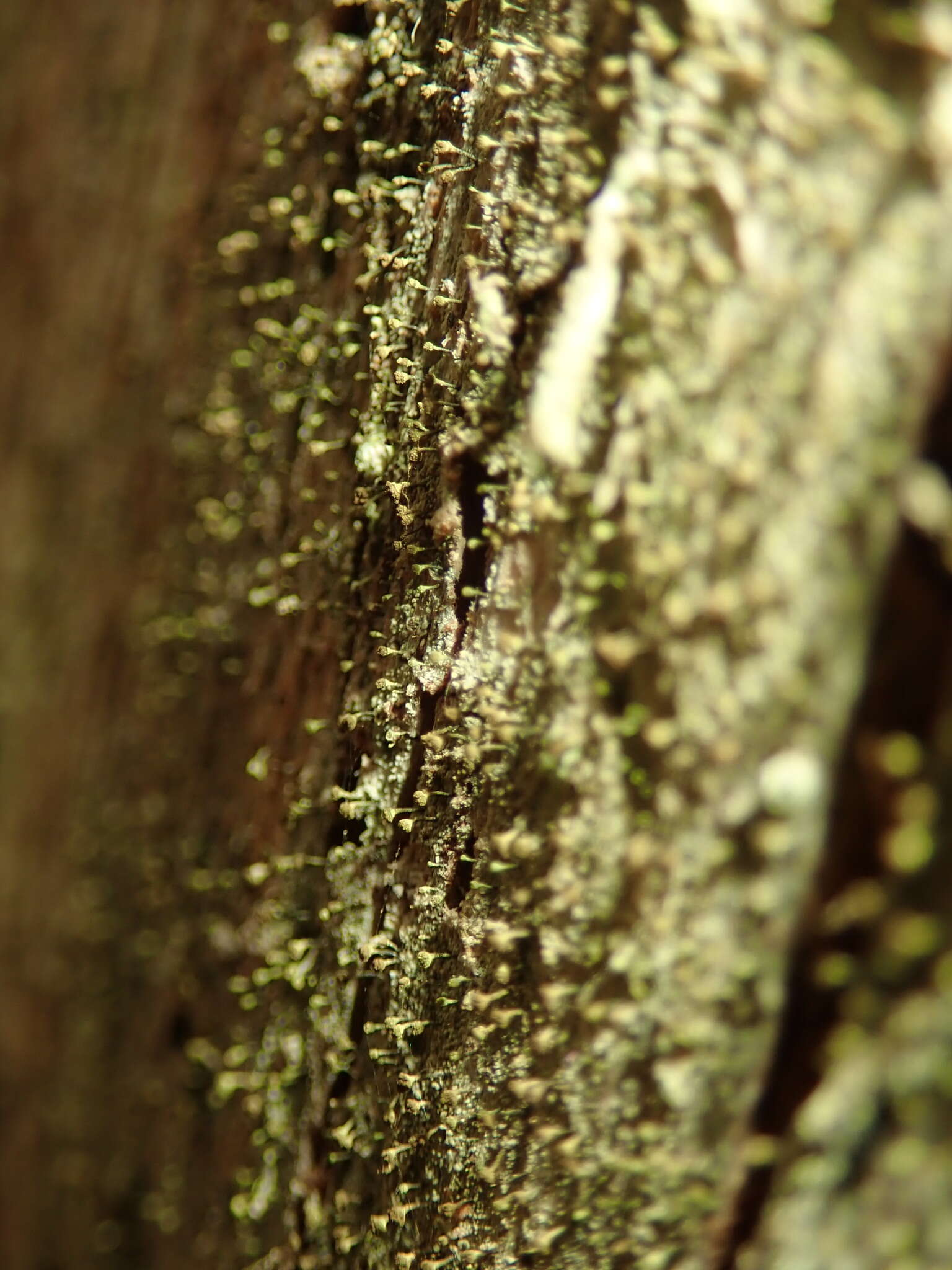 Image of Lemonseed whiskers