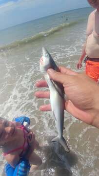 Image of Atlantic Sharpnose Shark