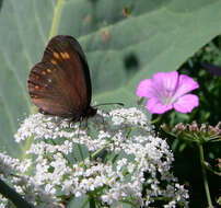 Erebia turanica Erschoff 1876 resmi