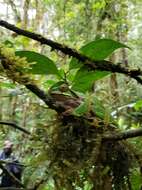 Image of Litoria angiana (Boulenger 1915)