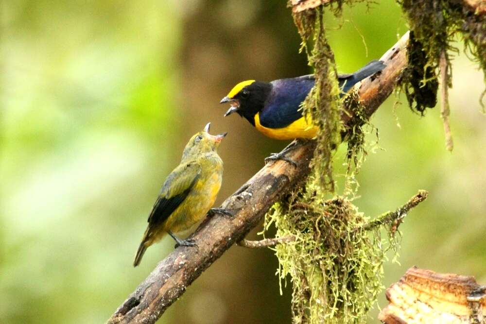 Image of Orange-bellied Euphonia