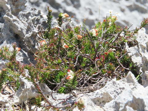 Image of Erica calcareophila E. G. H. Oliver