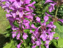 Image of Small garden bumblebee