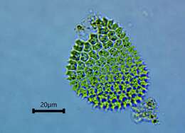 Image of Pseudopediastrum