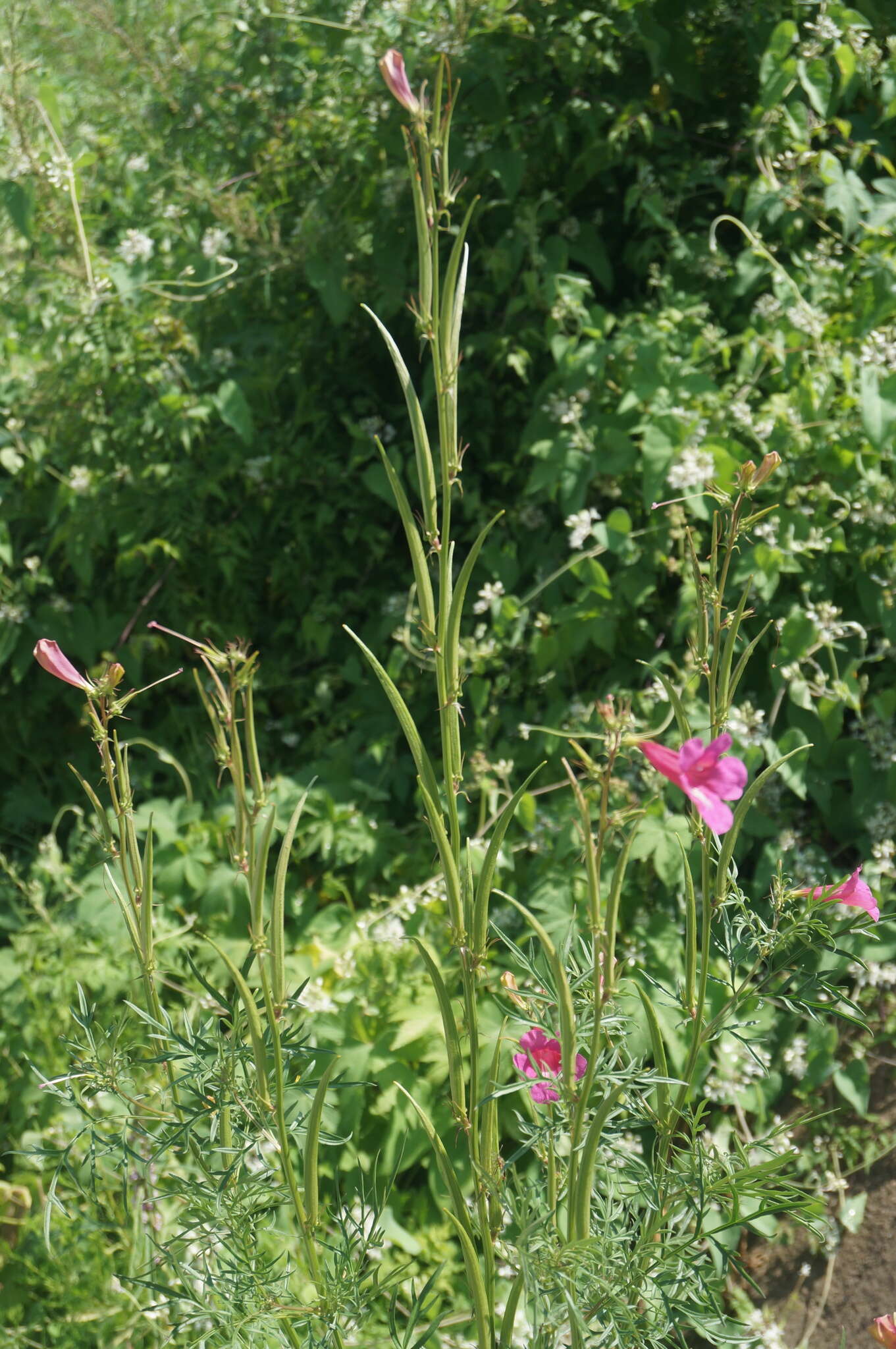 Image of Incarvillea sinensis Lam.