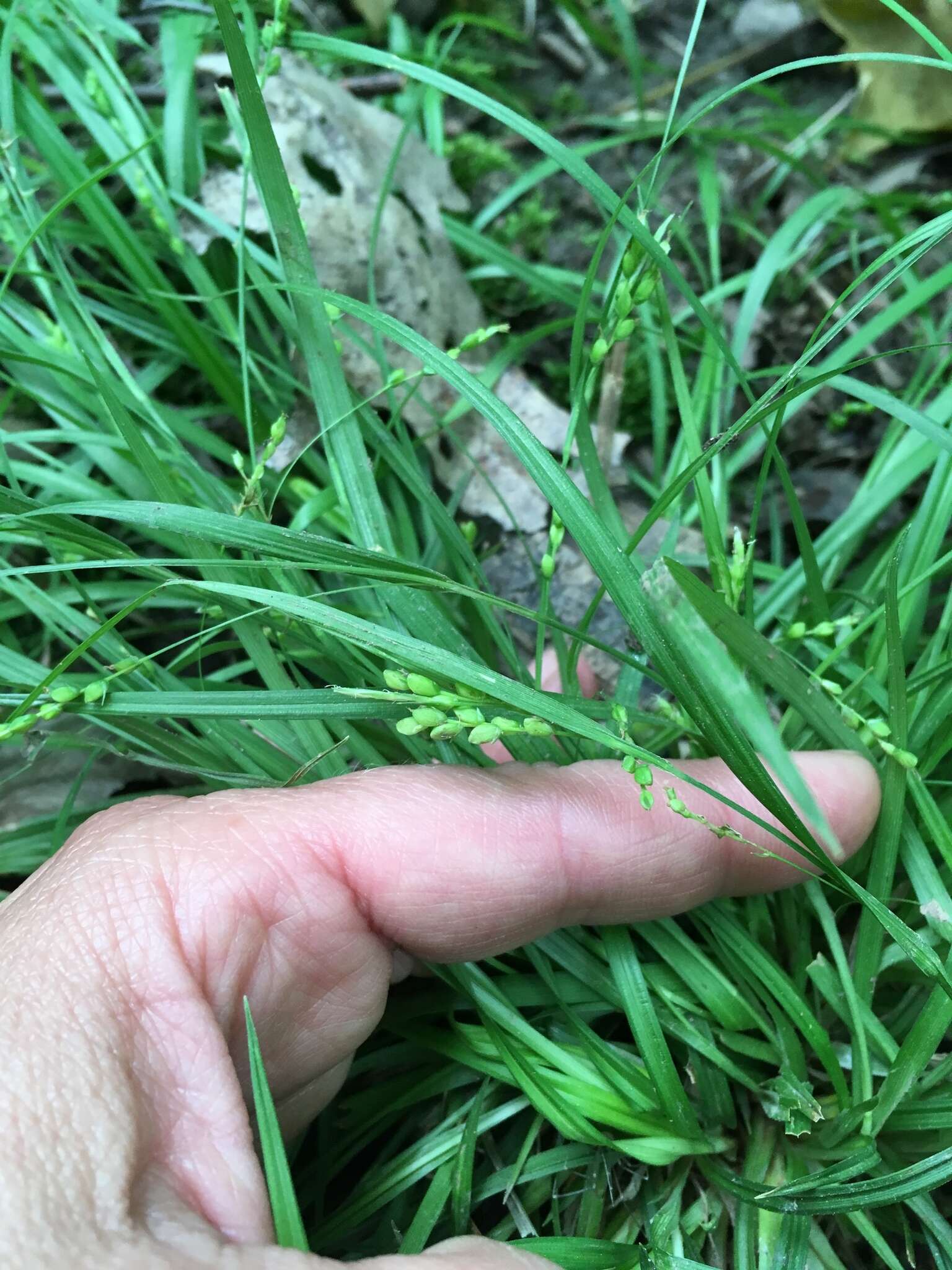 Image of slender woodland sedge