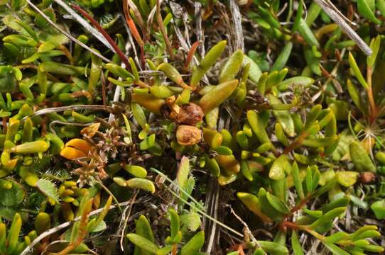 Image of Stackhousia minima Hook. fil.