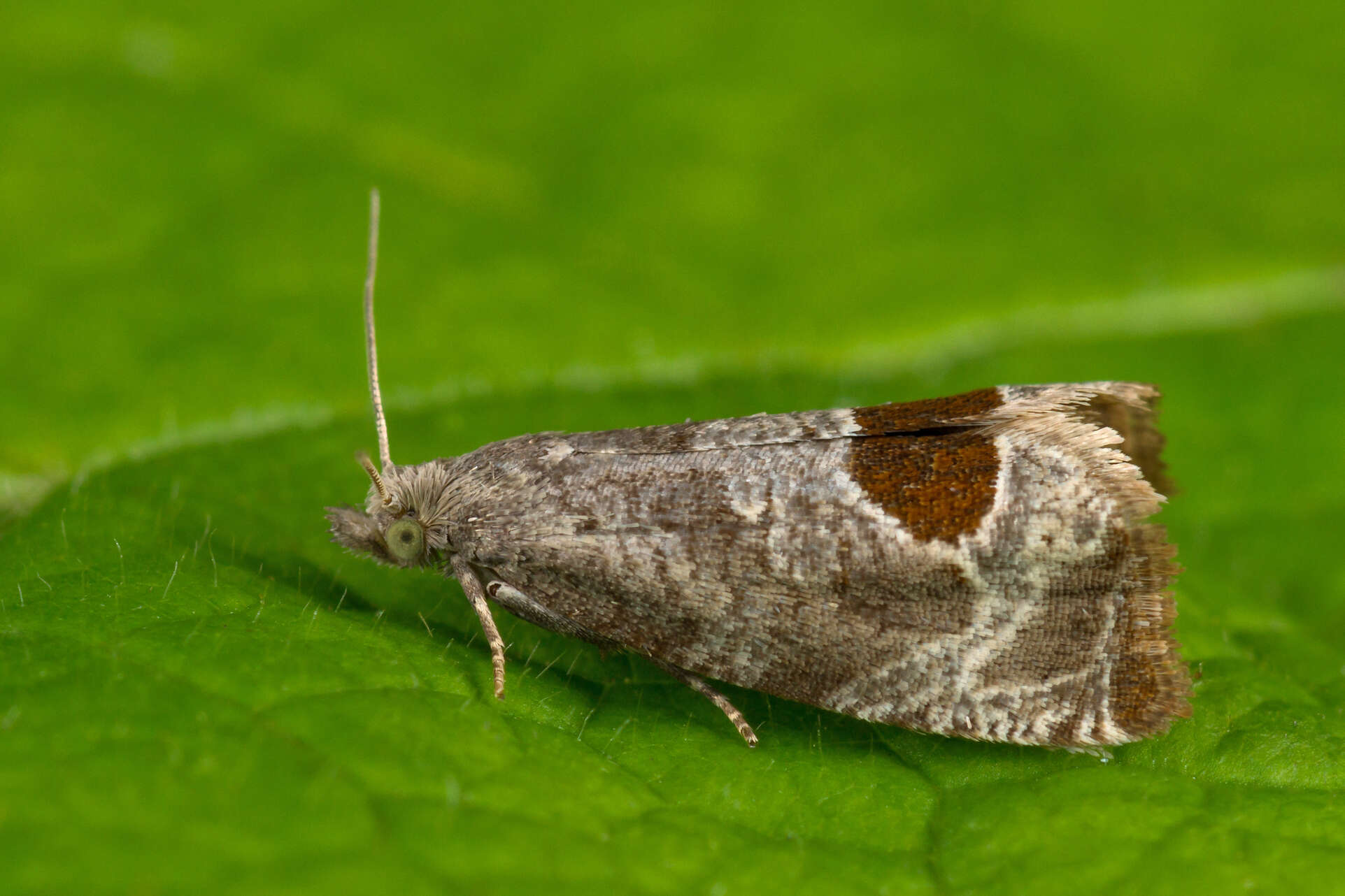 Image of Notocelia uddmanniana Linnaeus 1758