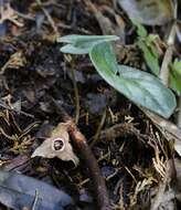 Image of Asarum rigescens var. brachypodion T. Sugaw.