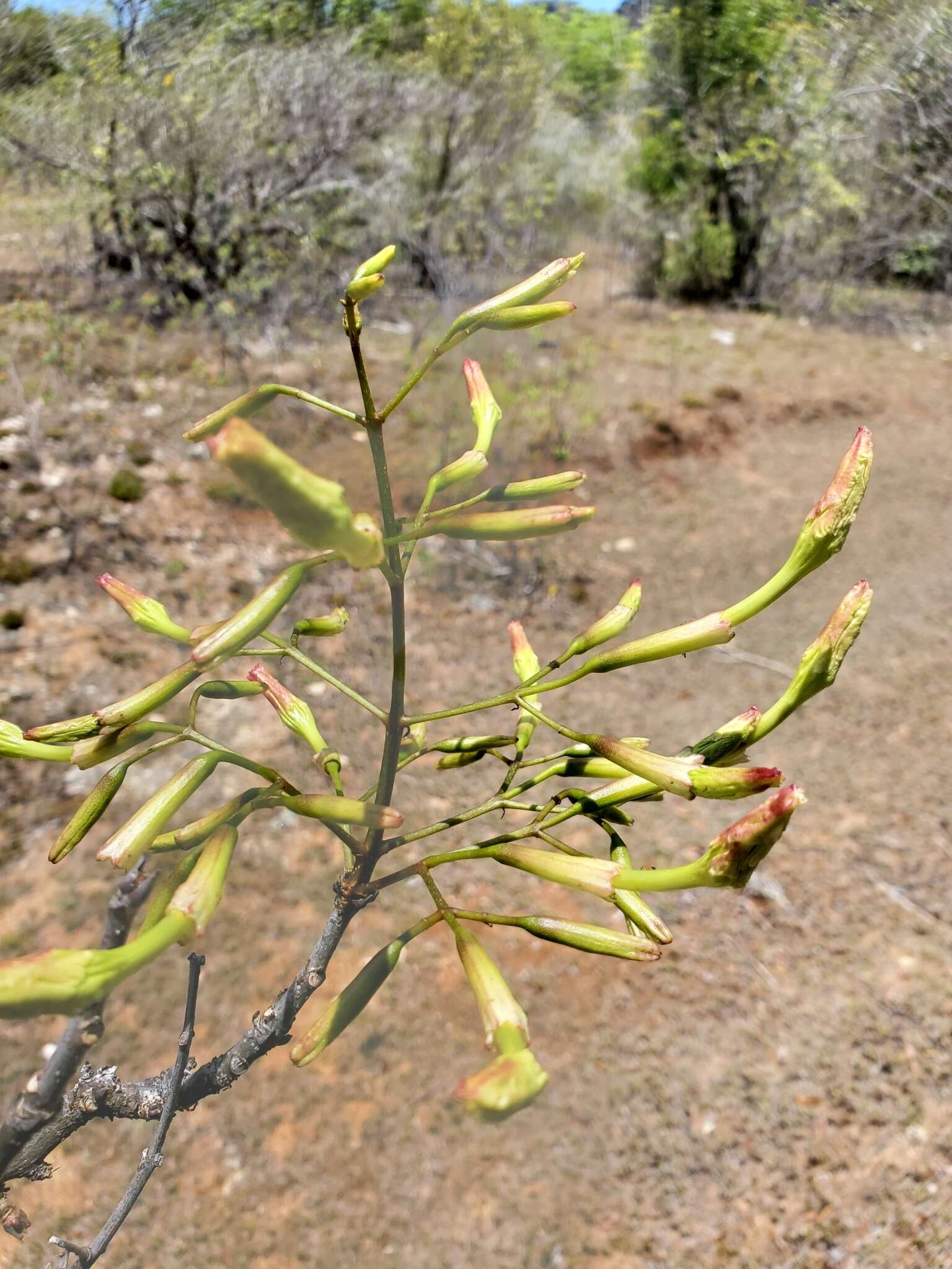 Plancia ëd Stereospermum undatum H. Perrier