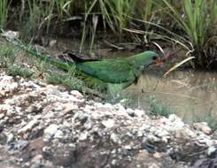 Image of Barraband Parakeet