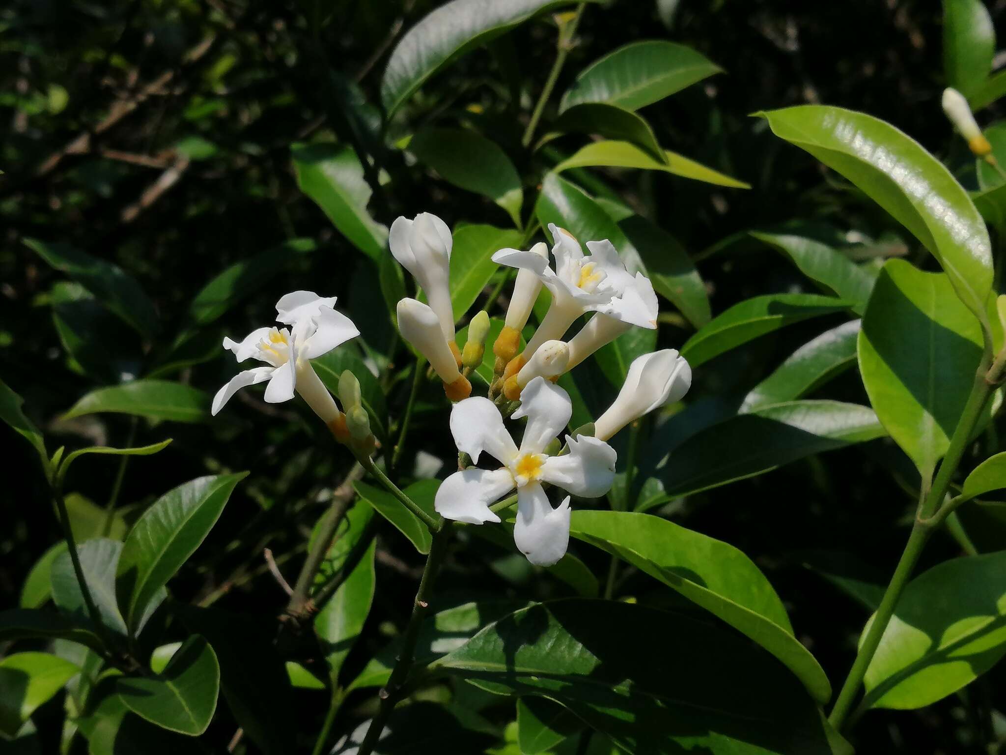 Image of Melodinus suaveolens (Hance) Champion ex Benth.