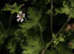 Image of Geranium wakkerstroomianum R. Knuth