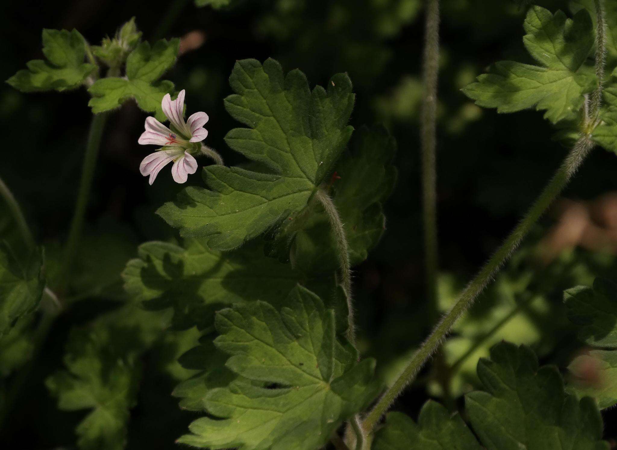 Image of Geranium wakkerstroomianum R. Knuth