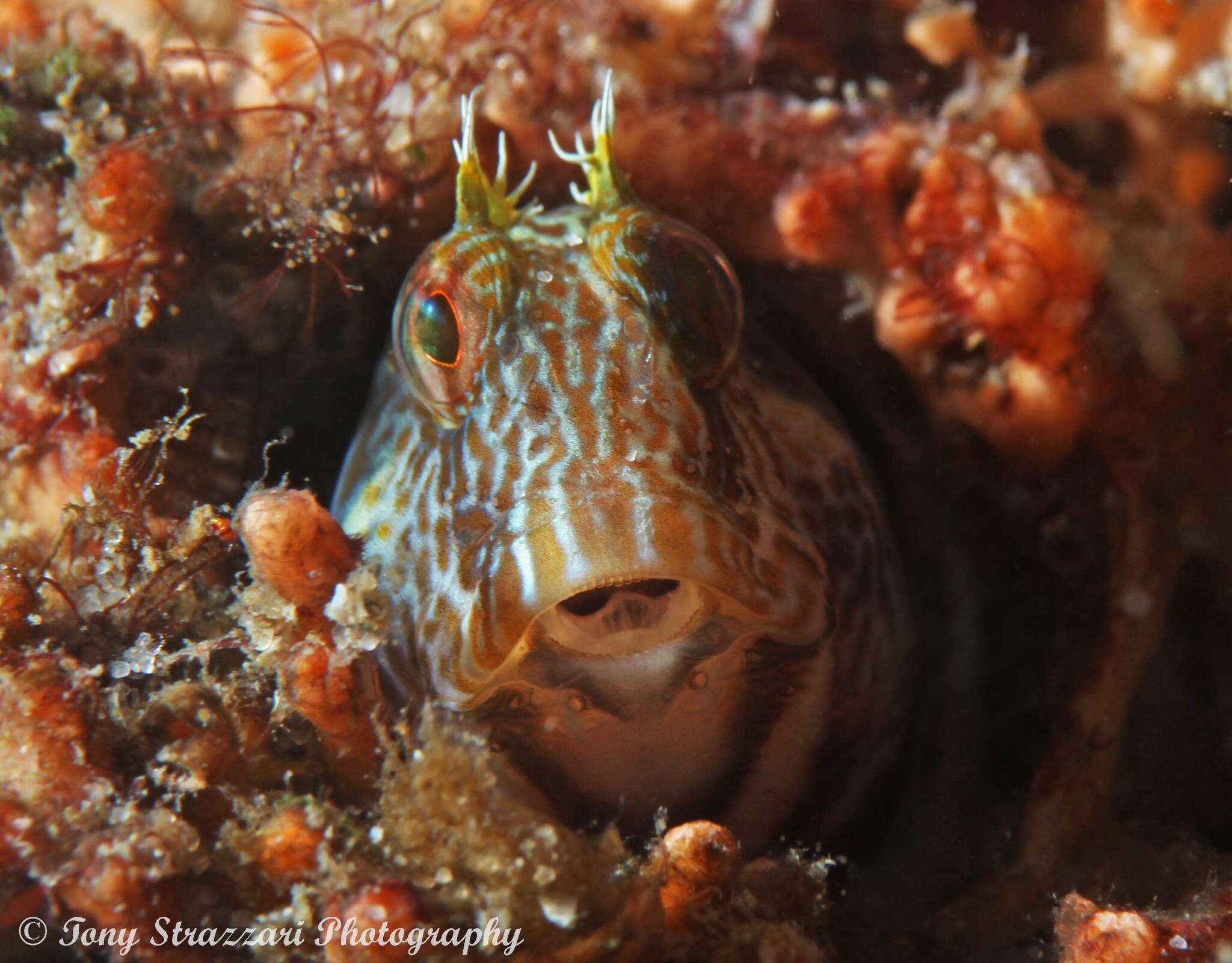 Parablennius intermedius (Ogilby 1915) resmi