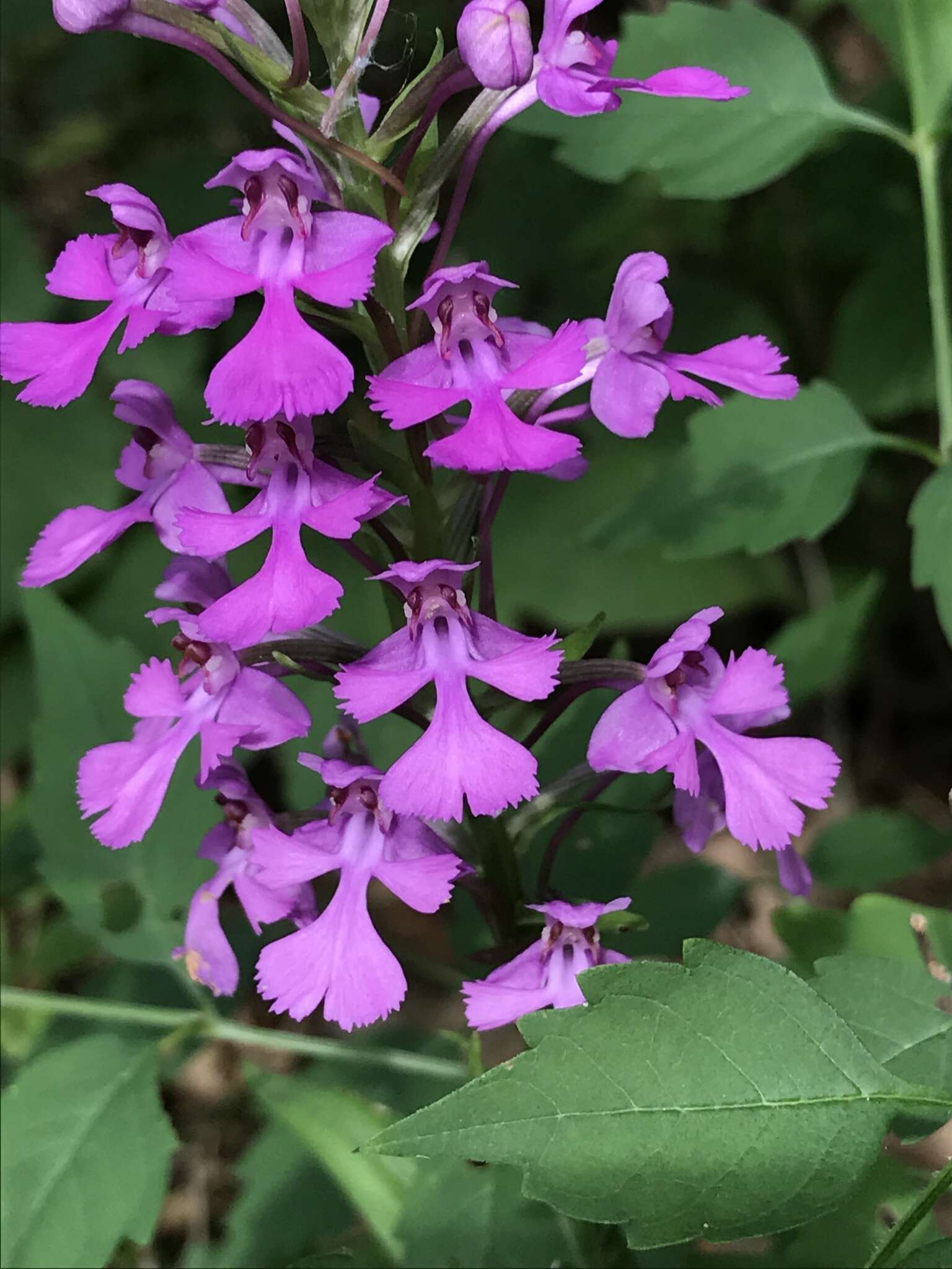 Image of Purple fringed orchid