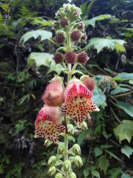 Image of Kohleria allenii Standl. & L. O. Williams