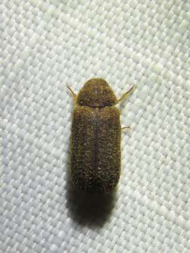 Endecatomus dorsalis Mellié 1848 resmi