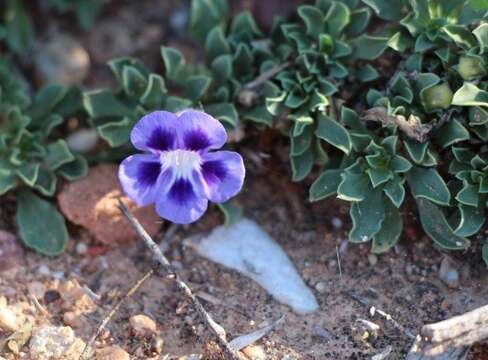 Image of Aptosimum procumbens (Lehm.) Burch. ex Steud.