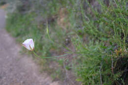 Calochortus simulans (Hoover) Munz resmi