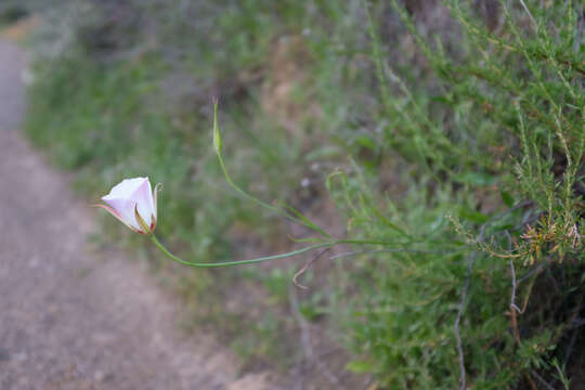 Calochortus simulans (Hoover) Munz resmi