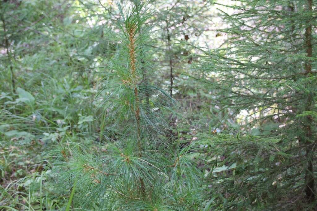 Imagem de Pinus sibirica Du Tour