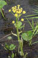 Слика од Petasites radiatus (Gmel.) J. Toman