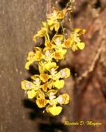 Image of Gomesa cornigera (Lindl.) M. W. Chase & N. H. Williams