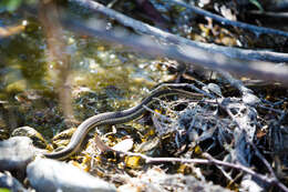 Image of Thamnophis atratus hydrophilus Fitch 1936